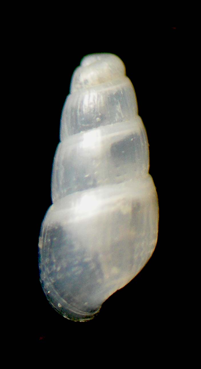 Odostomia rutor?
